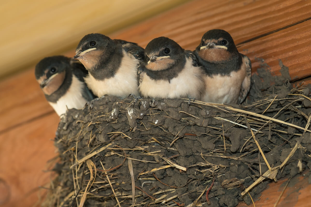 Quatre oiseaux dans un nid