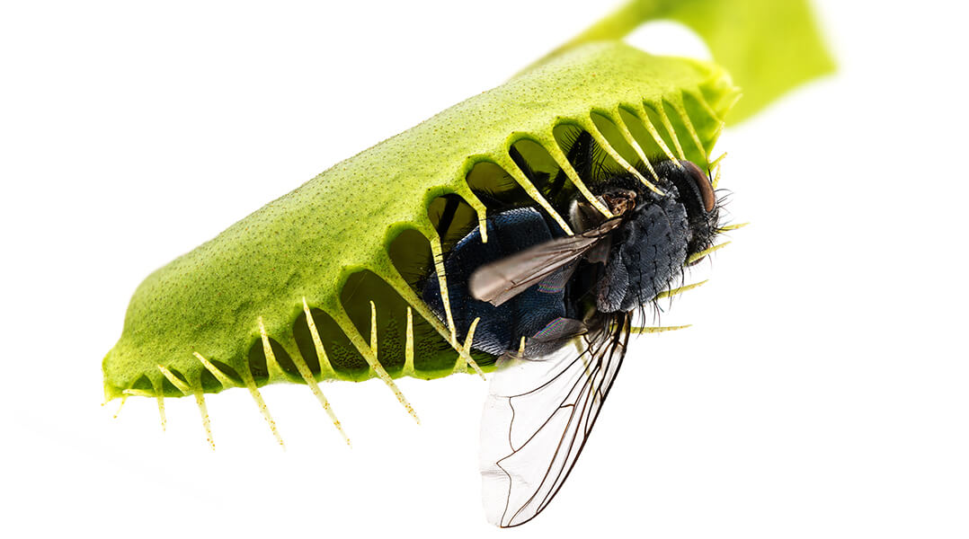 Une plante carnivore se refermant sur un insecte. 