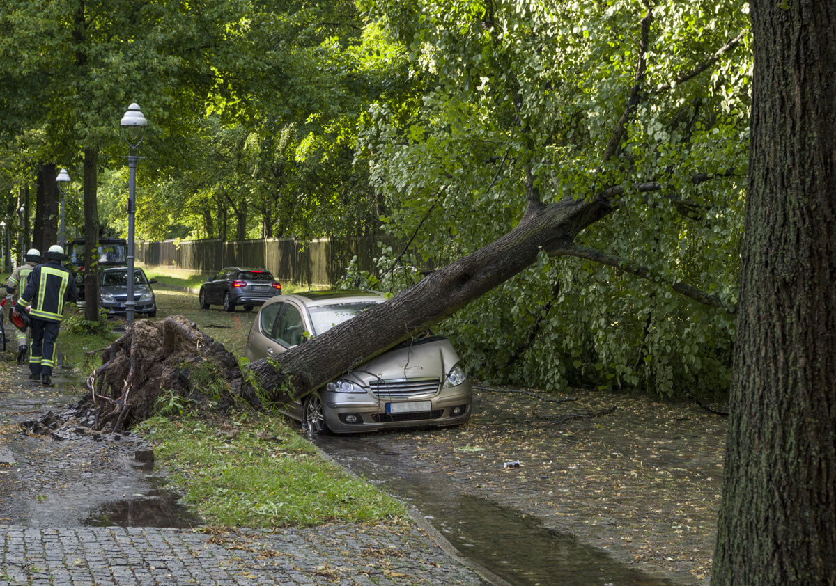 Un arbre déraciné qui est tombé sur une voiture.