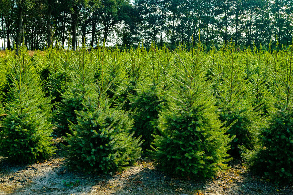 Une plantation d’arbres 
