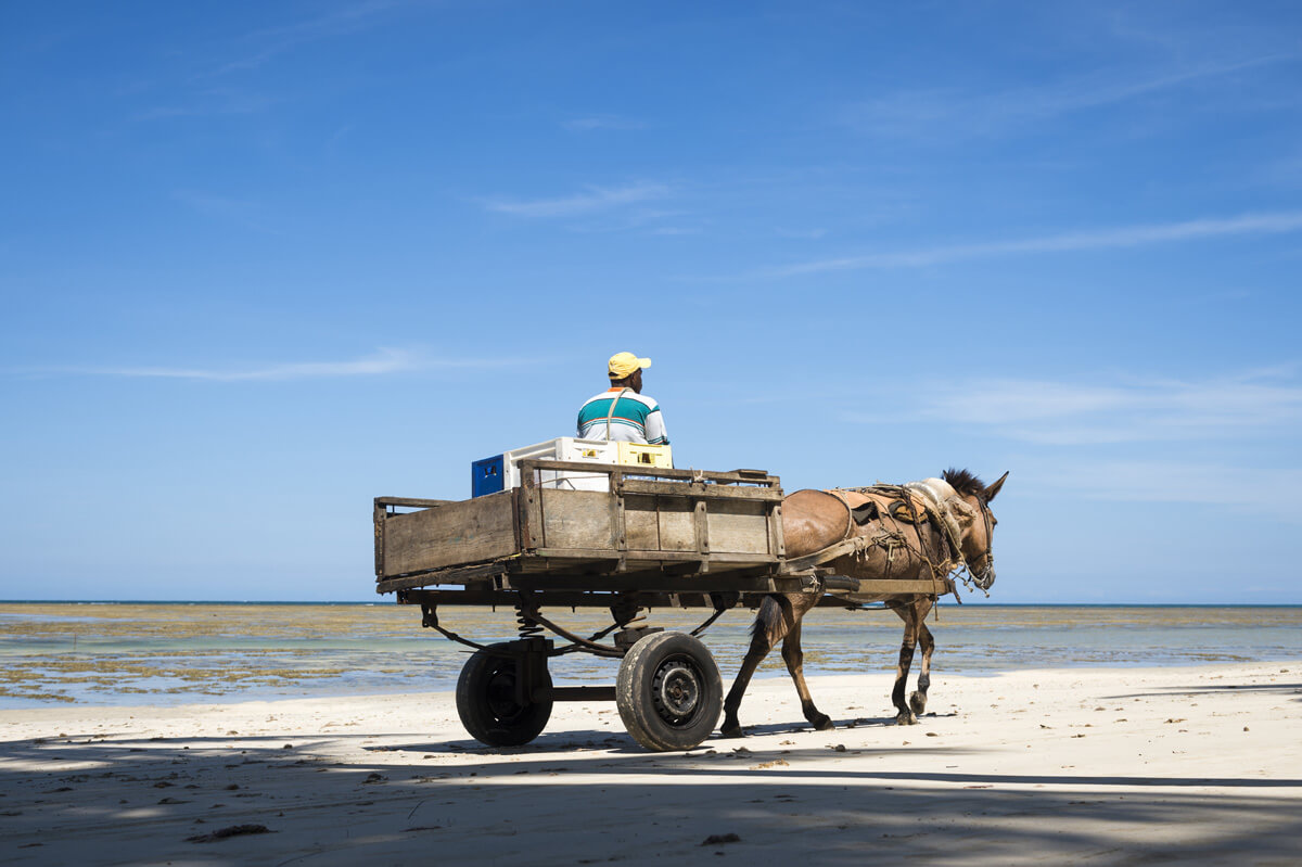 Un cheval tirant un traîneau dans lequel est assis un homme. 