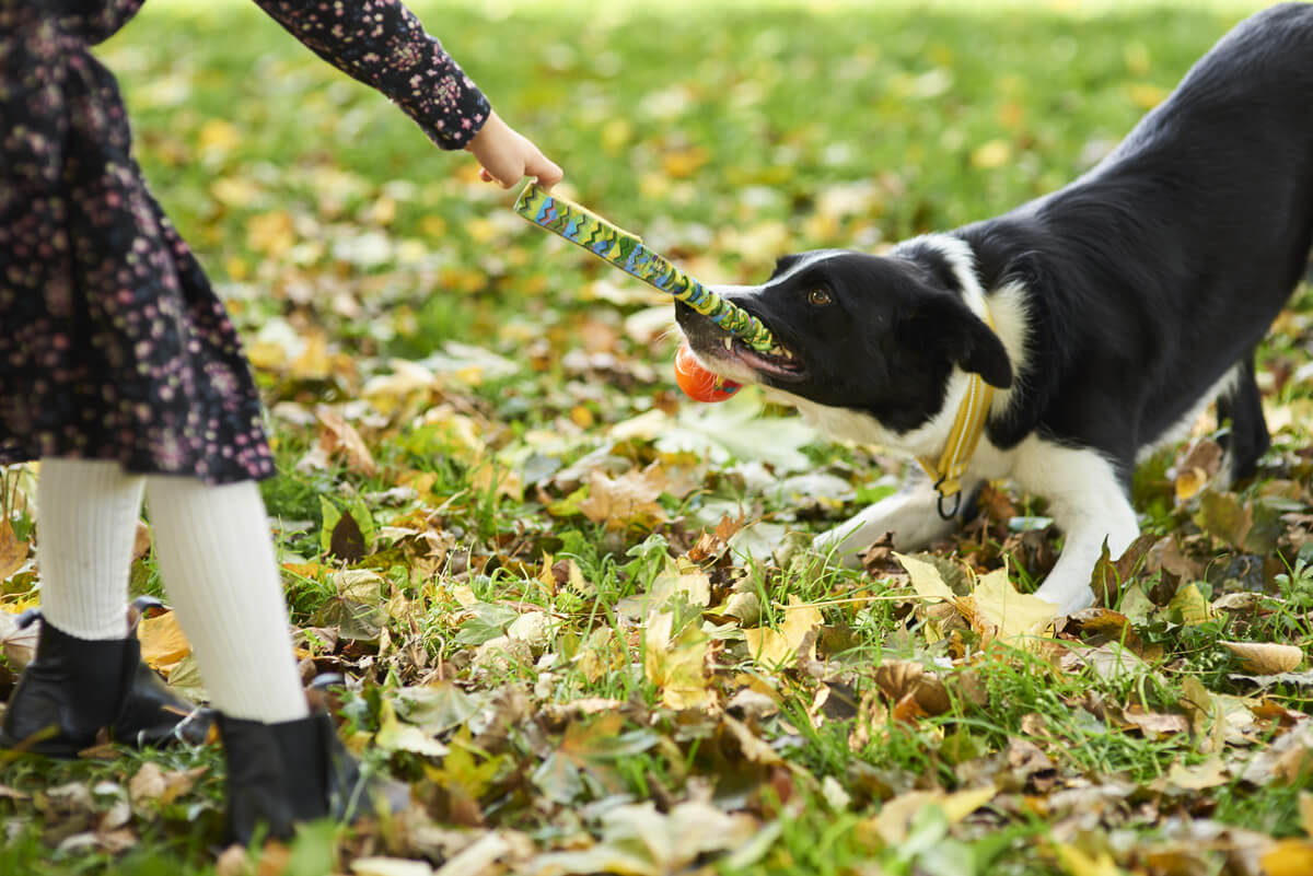 Un chien tirant sur un jouet qu’une fillette tient dans ses mains. 