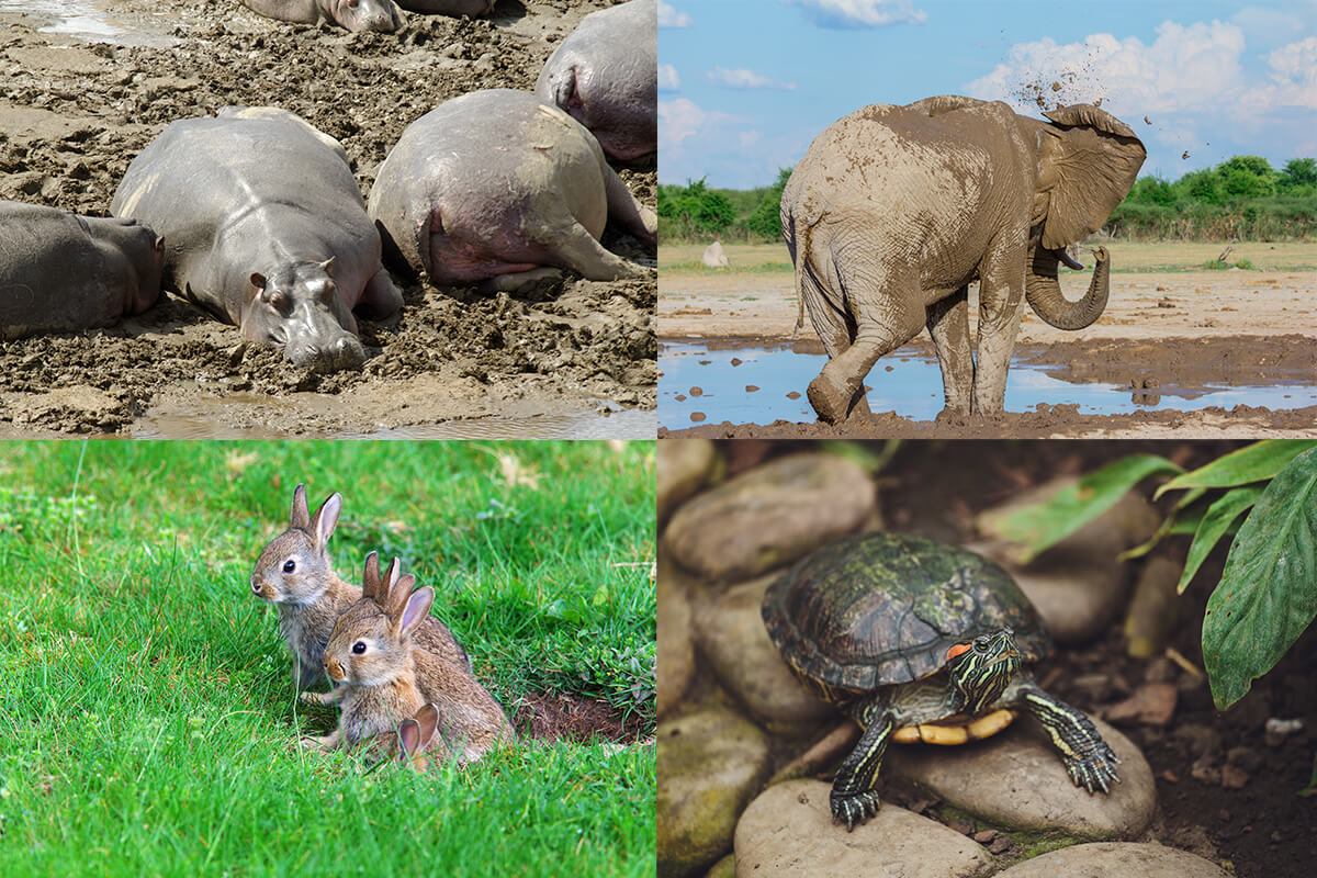 Sens horaire à partir du coin haut à droite : des hippopotames, un éléphant, une tortue, des lièvres