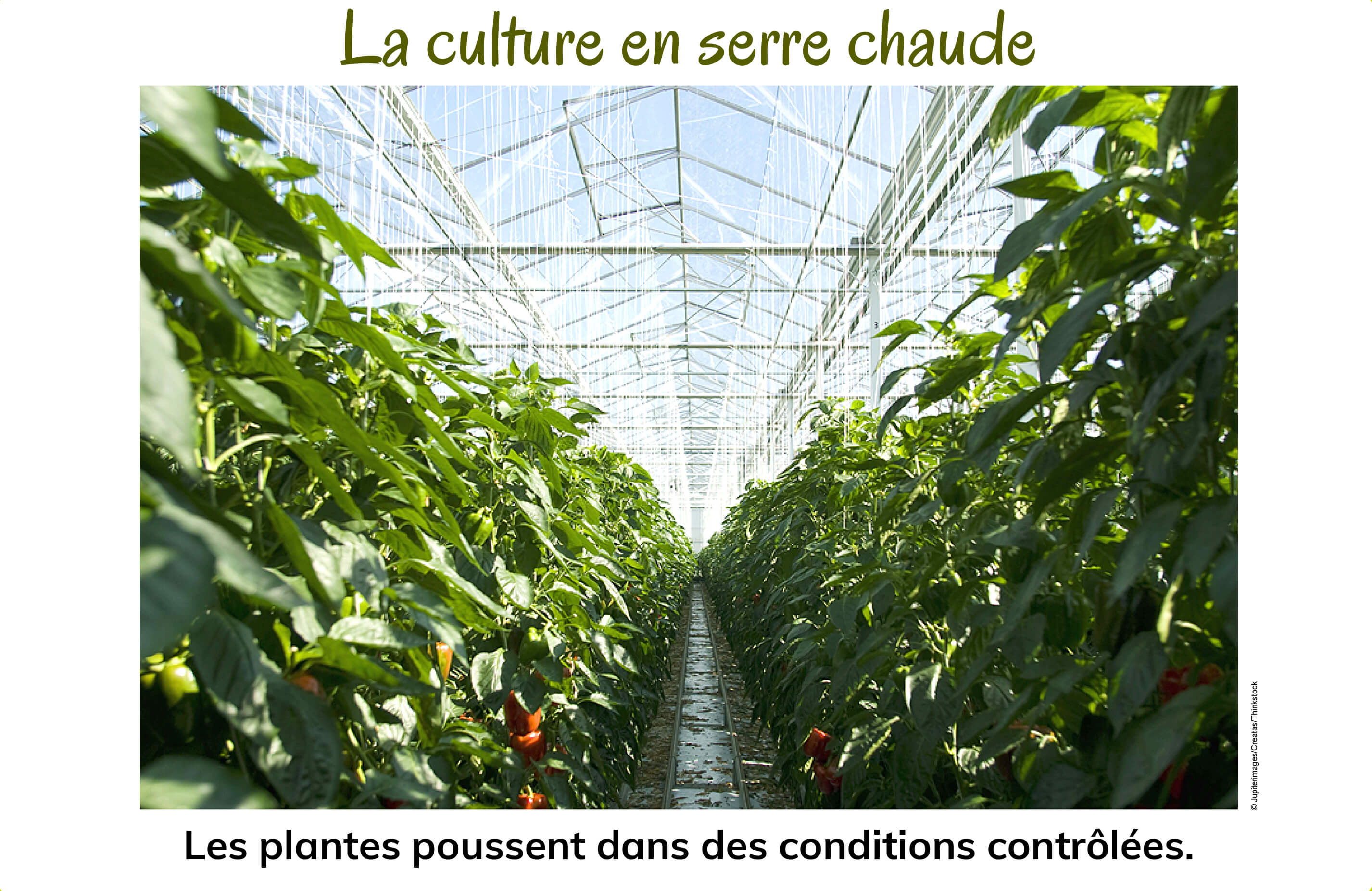 Serre servant à la culture des tomates. 