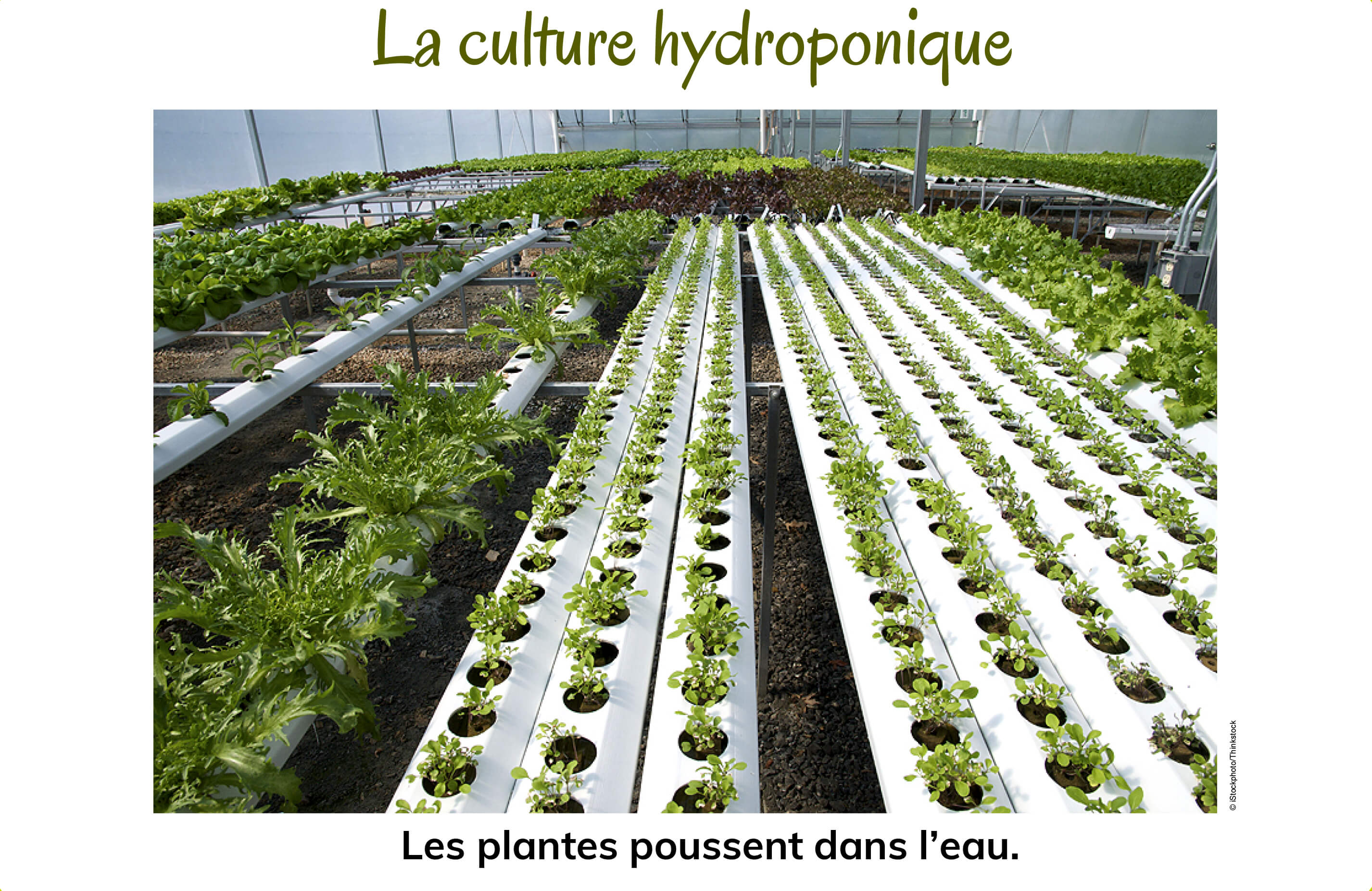 Une serre hydroponique servant à la culture de la laitue. 