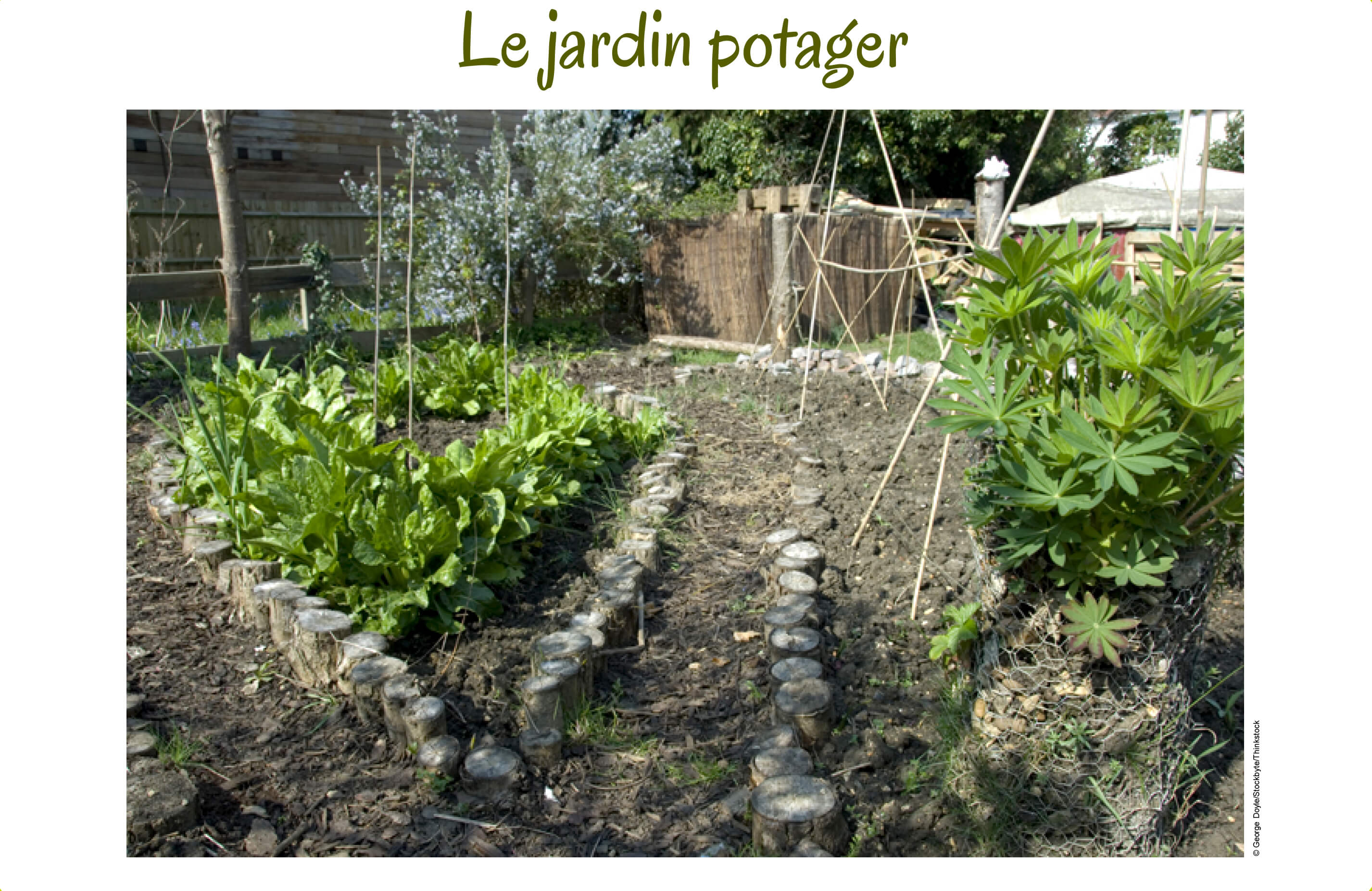 Un potager 
